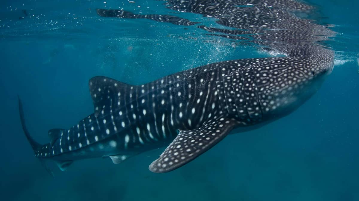 Whale Shark Watching in Oslob